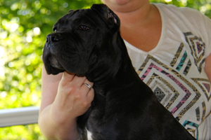 cane corso puppy 
